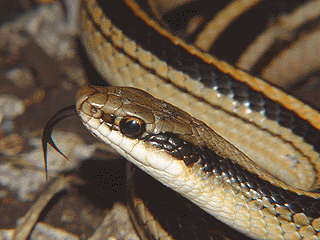 Texas Patchnose Snake